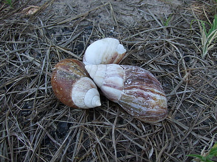 cargol, herba, slug, terra, menjar, cap gent, vista d’angle alt, planta, primer pla, menjar i beguda, dia, camp, naturalesa, vegetals, creixement, fauna animal, animal, frescor, shell, natura morta, benestar, a l'aire lliure, closca d’animals, 2K, CC0, domini públic, lliure de regalies