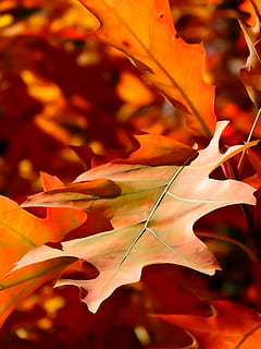 full, tardor, la disminució de, taronja, naturalesa, bellesa a la natura, planta, primer pla, vulnerabilitat, part de la planta, fragilitat, color taronja, centrar-se en primer pla, cap gent, creixement, flor, dia, canvi, planta amb flors, pètal, enfocament selectiu, frescor, a l'aire lliure, fulles, fulla d'auró, cap de flor, 2K, CC0, domini públic, lliure de regalies