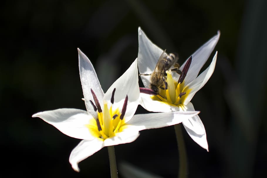 tulipa, blanc, abella, segell, estams, família de lliri, primavera, naturalesa, flor, schnittblume, florir, planta, flora, bràctees de flors, jardí, tulipa turkestanica, pamir, pètal, fragilitat, Color blanc, cap de flor, planta amb flors, vulnerabilitat, frescor, bellesa a la natura, primer pla, inflorescència, creixement, temes d'animals, un animal, fauna animal, animal, insecte, animals a la natura, pol·len, cap gent, polinització, a l'aire lliure, fons negre, 4K