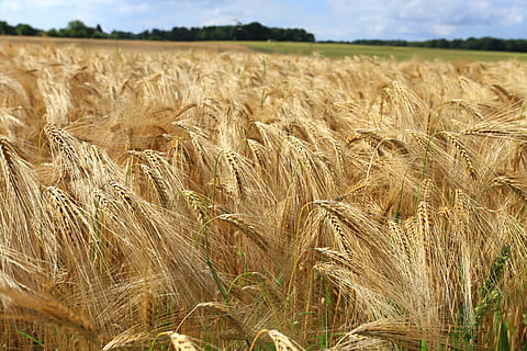 hvede, felter, kornmark, Mark, landskab, landbrug, jord, afgrøde, landlige scene, korn plante, gård, miljø, vækst, plante, ro, rolig scene, dag, natur, scenics - natur, skønhed i naturen, ingen mennesker, himmel, udendørs, stilk, plantage, 5K, CC0, offentligt domæne, royaltyfrie