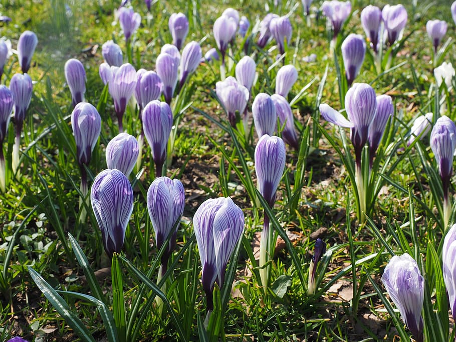 safrà, flor, primavera, bühen, violeta, porpra, ratlles, colorit, florir, flors de primavera, flors, planta amb flors, planta, bellesa a la natura, frescor, creixement, fragilitat, vulnerabilitat, iris, primer pla, naturalesa, terra, camp, pètal, color verd, cap gent, dia, cap de flor, llit de flors, 4K