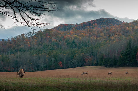 maro, Elan, camp, animale, verde, iarbă, cireadă, pădure, copac, cerb, nor, natură, peisaj, în aer liber, rural, toamnă, scenics, animal, luncă, Munte, fermă, păşune, frumusețe în natură, pășunat, animale tematice, animale domestice, mamifer, plantă, cer, animale în sălbăticie, animale sălbatice, animale vertebrate, nor - cer, teren, grup de animale, mediu inconjurator, nici o persoana, scenice - natura, Schimbare, erbivor, 4K, CC0, domeniu public, fără drepturi de autor