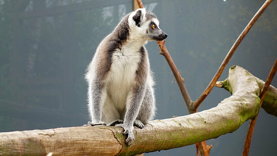 scimmia, lemure dalla coda ad anelli, maki, coda lunga, animale, coda, occhi, cappotto, temi animali, fauna selvatica, animali allo stato selvatico, un animale, vertebrato, mammifero, primate, concentrarsi sulle conoscenze acquisite, nessuno, natura, albero, lunghezza intera, giorno, seduta, legno - materiale, ramo, all'aperto, analizzare, cercare, guardare, 4K, CC0, dominio pubblico, privo di copyright