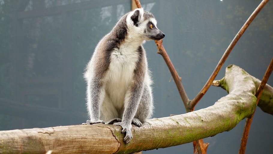 scimmia, lemure dalla coda ad anelli, maki, coda lunga, animale, coda, occhi, cappotto, temi animali, fauna selvatica, animali allo stato selvatico, un animale, vertebrato, mammifero, primate, concentrarsi sulle conoscenze acquisite, nessuno, natura, albero, lunghezza intera, giorno, seduta, legno - materiale, ramo, all'aperto, analizzare, cercare, guardare, 4K