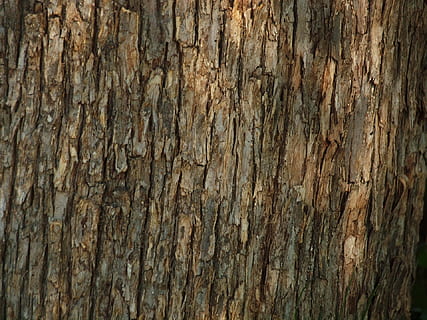 brun træbark, træ, bark, struktur, Skov, baggrund, tekstureret, fuld ramme, baggrunde, træ - materiale, ru, mønster, tæt på, ingen mennesker, træstamme, bagagerum, Brun, forvitret, dag, natur, naturligt mønster, plantebark, udendørs, gammel, trækorn, tekstureret effekt, 1080P, CC0, offentligt domæne, royaltyfrie
