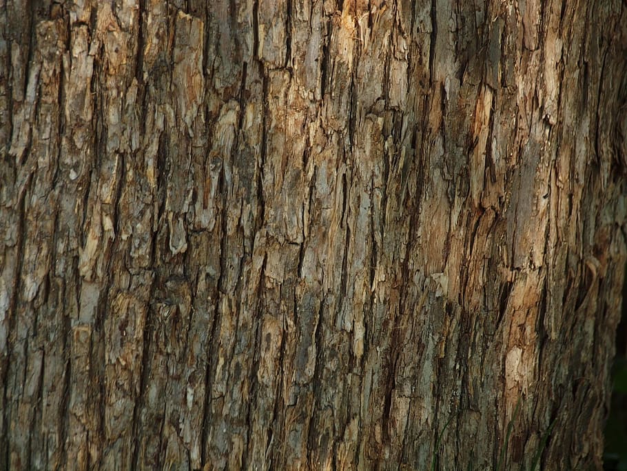 brun træbark, træ, bark, struktur, Skov, baggrund, tekstureret, fuld ramme, baggrunde, træ - materiale, ru, mønster, tæt på, ingen mennesker, træstamme, bagagerum, Brun, forvitret, dag, natur, naturligt mønster, plantebark, udendørs, gammel, trækorn, tekstureret effekt, 1080P