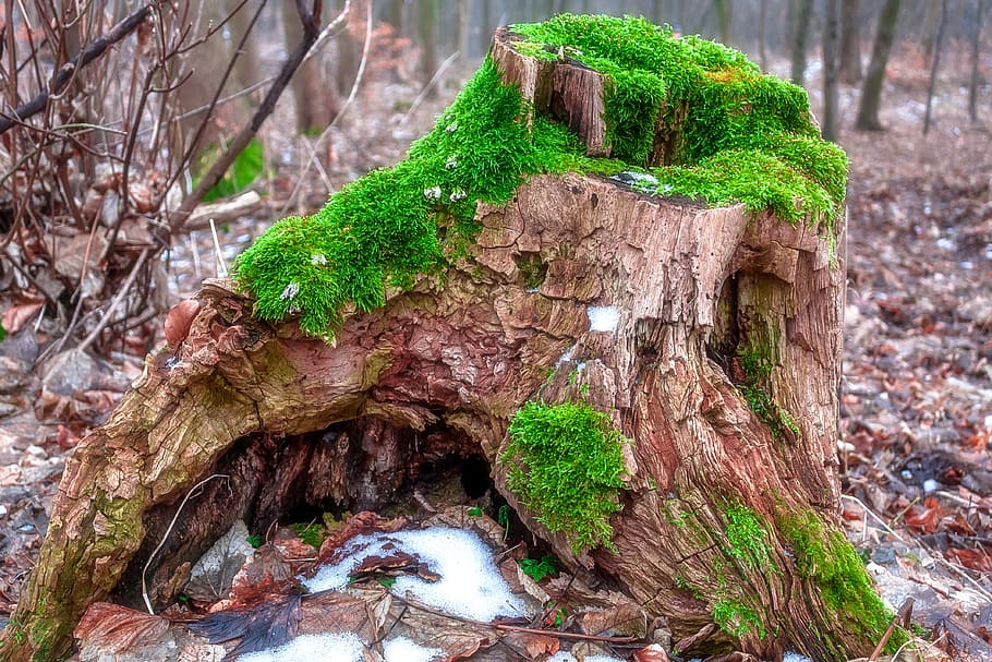foto, marró, tronc de l'arbre, molsa, monstre de l'arbre, verd, bosc, naturalesa, bemoost, troncs d’arbres, sòl del bosc, bosc de tardor, paisatge, podridura, vell, mandrós, boca, color verd, cap gent, arbre, primer pla, planta, creixement, tronc, dia, terra, material de fusta, centrar-se en primer pla, a l'aire lliure, escorça, textura, tranquil·litat, part de la planta, planta morta, 4K