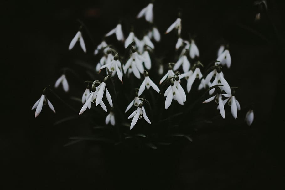 flors blanques de neu, snowdrops, canviant d'humor, fosc, cap gent, a l'interior, primer pla, fons negre, flor, Color blanc, frescor, tir de l'estudi, planta amb flors, art i artesania, naturalesa, creativitat, gran grup d'objectes, planta, fragilitat, pètal, vulnerabilitat, centrar-se en primer pla, bellesa a la natura, artesania, cap de flor, 4K