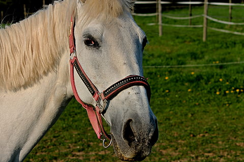 Pferd, Halfter, Kupplung, montieren, Pferdekopf, Tier, Mähne, Weide, Porträt, Reiten, Stellen Sie den Wagen vor, Vieh, Reitanlage, Pferdemund, Nasenlöcher, Tierthemen, ein Tier, Haustiere, Zaum, pflanzenfressend, Tag, Gras, Säugetier, inländisch, Tierwelt, Wirbeltier, Tierkopf, Fokus auf den Vordergrund, Tierkörperteil, Feld, Nahansicht, Arbeitstier, Natur, keine Leute, draußen, Tierauge, 4K, CC0, gemeinfrei, lizenzfrei