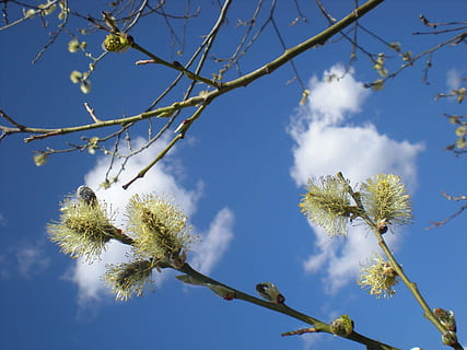 forår, forårshimmel, skyer blomster, interessante skyer, farvet pil, træ, himmel, plante, lav vinkel visning, afdeling, skønhed i naturen, vækst, natur, dag, ingen mennesker, sky - himmel, blomst, blomstrende plante, blå, udendørs, ro, sollys, frugt træ, blomstre, kirsebær blomst, 2K, CC0, offentligt domæne, royaltyfrie