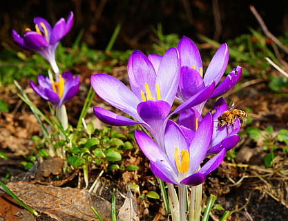 paars bloeiende planten, krokus, bloemen, bij, de lente, lente bloem, Purper, natuur, bloeien, dichtbij, het begin van de lente, voorbode van de lente, Frühlingsanfang, frühlingsblüher, volle bloei, lente weide, crocus weide, fabriek, vroege bloeier, zoet, bloem, buitenshuis, groei, schoonheid in de natuur, bloemhoofd, geen mensen, bloeiende plant, versheid, kwetsbaarheid, breekbaarheid, iris, bloemblad, detailopname, bloeiwijze, land-, veld-, focus op de voorgrond, stuifmeel, zachtheid, bloemenbed, 2K, CC0, publiek domein, royaltyvrij