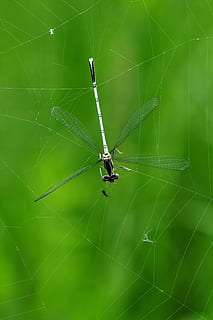 libel, macro, gevangen, spinneweb, prooi, insect, water, meer, roofwants, geel, groen, groene kleur, spin, spinnenweb, één dier, dierlijke thema's, dier, ongewerveld, dieren in het wild, breekbaarheid, dierenleven, detailopname, geleedpotige, spinachtige, kwetsbaarheid, geen mensen, dag, natuur, focus op de voorgrond, spinnen, buitenshuis, dierlijk been, web, 4K, CC0, publiek domein, royaltyvrij