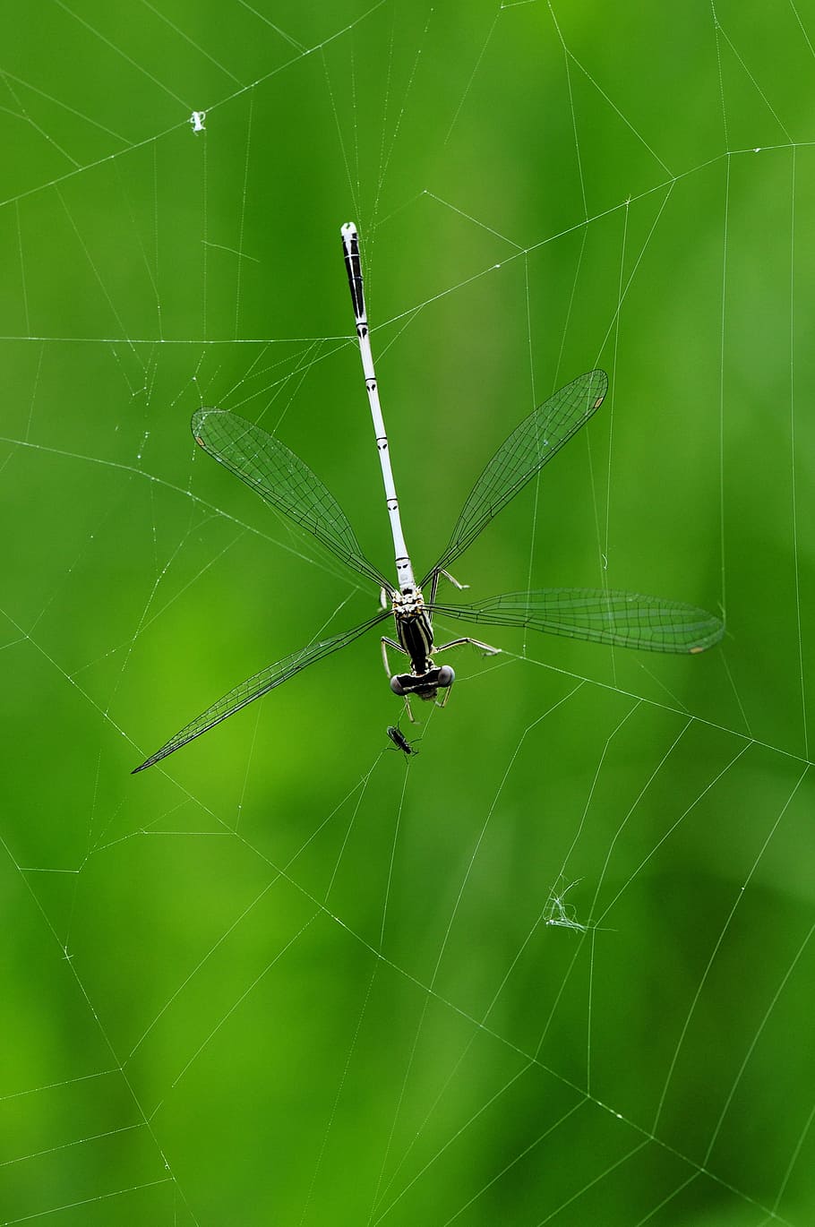 libèl·lula, macro, capturat, teranyina, presa, insecte, aigua, llac, insecte depredador, groc, verd, color verd, aranya, un animal, temes d'animals, animal, invertebrat, animals a la natura, fragilitat, fauna animal, primer pla, artròpode, aràcnids, vulnerabilitat, cap gent, dia, naturalesa, centrar-se en primer pla, girant, a l'aire lliure, cames d’animal, web, 4K