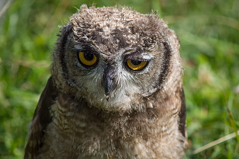 coruja, perto, pássaro, animais, pena, plumagem, Ave de rapina, natureza, um animal, animal, temas animais, animais selvagens, animais em estado selvagem, fechar-se, focar em primeiro plano, vertebrado, parte do corpo animal, retrato, dia, olhando para a câmera, ninguém, olhando, olho animal, ao ar livre, bico, cabeça de animal, olhos amarelos, 5K, CC0, domínio público, royalty free