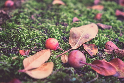 høst, eple, frukt, nedfallsfrukt, mose, dybdeskarphet, blad, utendørs, dag, mat og Drikke, natur, plante del, anlegg, mat, friskhet, selektiv fokusering, spise sunt, ingen folk, nærbilde, land, vekst, felt, velvære, skjønnhet i naturen, blader, endring, 4K, CC0, offentlig domene, opphavsrett gratis