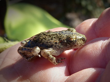 piccola rana, minuscolo, occhio, rana, dettaglio, Montsant, mano, parte del corpo umano, mano umana, una persona, un animale, detenzione, dito umano, dito, parte del corpo, avvicinamento, persona irriconoscibile, fauna selvatica, animali allo stato selvatico, concentrarsi sulle conoscenze acquisite, persone reali, giorno, natura, all'aperto, piccolo, marino, 1080P, CC0, dominio pubblico, privo di copyright