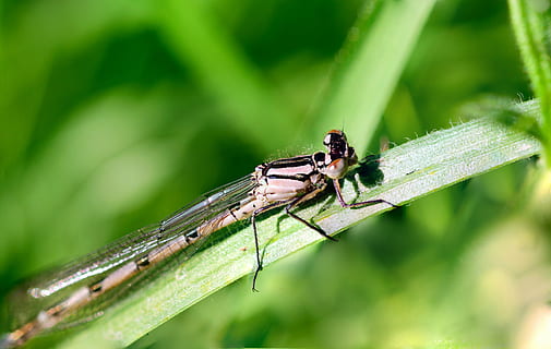 insecte, libellule, macro, voler, la nature, punaise, vert, demoiselle, ailes, animal, aile, feuille, faune, insectes, été, dragon, rouge, herbe, tête, jaune, bleu, Naturel, Couleur, Fermer, Frais, plante, Floraison, coloré, brillant, modèle, saison, conception, texture, décoration, saisonnier, lumière, thèmes animaux, la faune des animaux, invertébré, animaux à l'état sauvage, un animal, couleur verte, aile des animaux, partie de la plante, se concentrer sur le premier plan, journée, personne, en plein air, oeil d'animal, brin d'herbe, 4K, CC0, domaine public, libre de droits