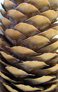 pino, cono, raccolto, freschezza, cibo e bevande, cibo, avvicinamento, nessuno, natura morta, benessere, mangiare sano, in casa, grande gruppo di oggetti, fotogramma intero, gnocco, di fila, abbondanza, sfondi, cibo asiatico, vista dall'alto, preparativi, cibo crudo, gruppo di oggetti, preparando il cibo, cibo cinese, 2K, CC0, dominio pubblico, privo di copyright