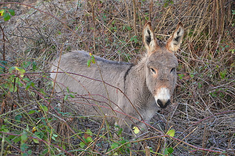 burro, equins, pre, orelles llargues, animals, animals domèstics, animal, temes d'animals, fauna animal, mamífer, terra, animals a la natura, un animal, camp, planta, vertebrats, naturalesa, cap gent, dia, cérvol, herba, arbre, a l'aire lliure, herbívors, bosc, cap d’animals, 5K, CC0, domini públic, lliure de regalies