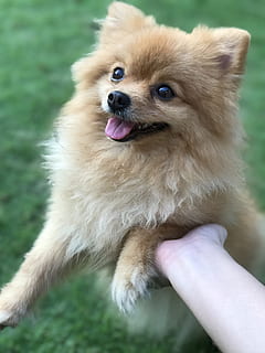 Hund, süß, flauschige, ein Tier, Tierthemen, Tier, Säugetier, inländisch, Eckzahn, Haustiere, Wirbeltier, menschliche Hand, Fokus auf den Vordergrund, menschliches Körperteil, Hand, nicht erkennbare Person, echte Menschen, Tag, eine Person, suchen, pommerschen, Tierzunge, Mund offen, Finger, 4K, CC0, gemeinfrei, lizenzfrei