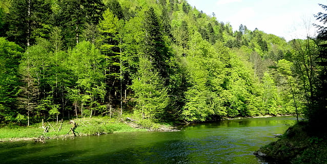 Pieniny, albero, primavera, paesaggio, natura, pista, foresta, acqua, all'aperto, estate, fiume, Paesaggi, colore verde, pianta, bellezza nella natura, la tranquillità, scenics - natura, scena tranquilla, terra, crescita, fogliame, fogliame lussureggiante, lago, scena non urbana, nessuno, giorno, idilliaco, bosco, albero di conifere, Pino, acqua corrente, bosco di pini, 4K, CC0, dominio pubblico, privo di copyright