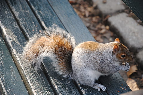 veveriţă, natură, Parcul Central, nyc, New York, animale, drăguţ, nager, blană, rozător, pădure, animalele forestiere, fotografie din fauna salbatica, creatură, mamifer, a urca, un animal, animale tematice, nici o persoana, în aer liber, animale sălbatice, animal, lemn - material, animale în sălbăticie, a închide, animale vertebrate, zi, vedere în unghi mare, să se concentreze asupra primelor elemente, alimente, barieră, maro, 4K, CC0, domeniu public, fără drepturi de autor