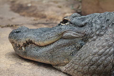 coccodrillo, Pericolo, predatore, rettile, un animale, fauna selvatica, animali allo stato selvatico, alligatore, animale, temi animali, vertebrato, parte del corpo animale, avvicinamento, testa di animale, nessuno, concentrarsi sulle conoscenze acquisite, giorno, natura, rilassamento, comunicazione, vista laterale, segnale di pericolo, scala animale, bocca aperta, occhio animale, invisibile, aggressione, 5K, CC0, dominio pubblico, privo di copyright