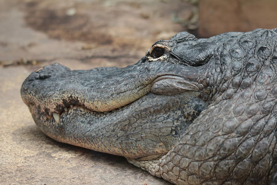 coccodrillo, Pericolo, predatore, rettile, un animale, fauna selvatica, animali allo stato selvatico, alligatore, animale, temi animali, vertebrato, parte del corpo animale, avvicinamento, testa di animale, nessuno, concentrarsi sulle conoscenze acquisite, giorno, natura, rilassamento, comunicazione, vista laterale, segnale di pericolo, scala animale, bocca aperta, occhio animale, invisibile, aggressione, 5K