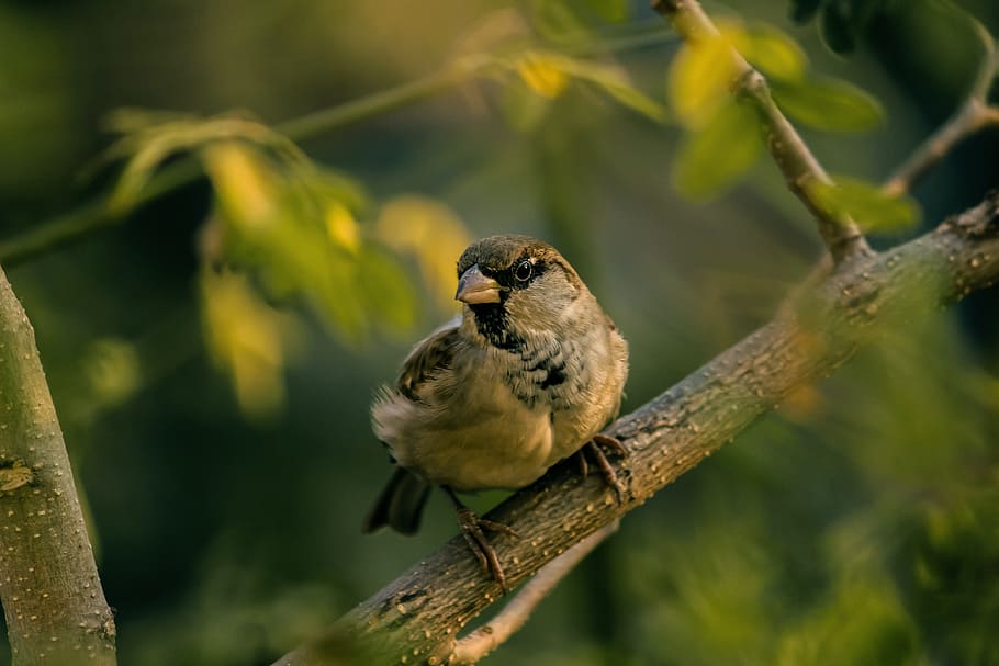 Brun, sparv perching, grå, afdeling, dagtimerne, selektivt fokusfotografi, sort, fugl, makro skud, fotografering, hvid, brun fugl, aborre, natur, dyr, dyreliv, næb, udendørs, træ, fjer, perching, Fuglekiggeri, dyr i naturen, farvebillede, skønhed i naturen, et dyr, dyre temaer, hvirveldyr, plante, ingen mennesker, dag, fokus på forgrunden, tæt på, forfra, fuld længde, 5K