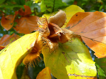 Buche, Buchecker, Baum, Obst, Herbst, bunt, reif, Blatt, Natur, Gelb, orange Farbe, Pflanze, Jahreszeit, Oktober, draußen, mehrfarbig, Wald, lebendige Farbe, Nahansicht, grüne Farbe, Farbbild, Schönheit in der Natur, Tiere in freier Wildbahn, Tierthemen, keine Leute, Pflanzenteil, Tag, Wachstum, Zerbrechlichkeit, Fokus auf den Vordergrund, Blätter, Verletzlichkeit, Veränderung, Sonnenlicht, wirbellos, Ahornblatt, natürlicher Zustand, 4K, CC0, gemeinfrei, lizenzfrei