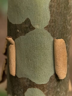 écorce, arbre, tronc, lisse, peeling, gommier, eucalyptus, forêt tropicale, texture, Australie, fermer, personne, à l'intérieur, texturé, la nature, tronc d'arbre, bois - matériau, plante, nature morte, se concentrer sur le premier plan, solide, pierre - objet, journée, papier, émotion, construction de murs, mise au point sélective, 2K, CC0, domaine public, libre de droits