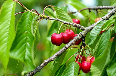 Kirschbaum, Kirsche, Süße Kirsche, rot, Obst, Lebensmittel, Essen und Trinken, gesundes Essen, Pflanze, Blatt, Pflanzenteil, Frische, Baum, Wachstum, Natur, Nahansicht, Wohlbefinden, Ast, grüne Farbe, keine Leute, Schönheit in der Natur, reif, draußen, 4K, CC0, gemeinfrei, lizenzfrei