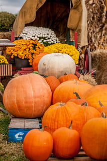 græskar, patch, gammel, vogn, græskar, lappe, klassisk, Land, by, halloween, efterår, grøntsag, mad og drikke, centnergraeskar, mad, fest, stor gruppe af objekter, dag, orange farve, friskhed, overflod, marked, sund kost, Mark, natur, landbrug, velvære, jord, plante, udendørs, ingen mennesker, jack o 'lantern, 1080P, CC0, offentligt domæne, royaltyfrie
