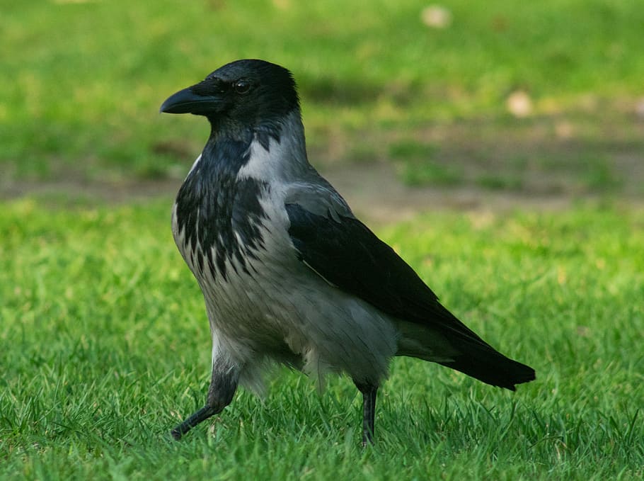 Corb, ocell, cas, és, herba, verd, ocells, naturalesa, animals, un animal, temes d'animals, animal, animals a la natura, fauna animal, vertebrats, color negre, planta, cap gent, dia, color verd, terra, camp, vista lateral, a l'aire lliure, corb - ocell, longitud completa, 4K