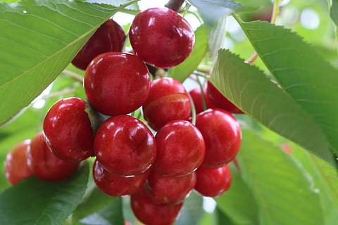cirera, verd, menjar i beguda, part de la planta, full, menjar, fruita, alimentació saludable, vermell, frescor, creixement, primer pla, planta, naturalesa, benestar, color verd, arbre, madur, cap gent, centrar-se en primer pla, dia, 5K, CC0, domini públic, lliure de regalies