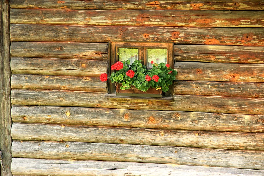 finestra, refugi, cabanya de troncs, graner, vacances, rústic, caixa de flors, flor, dia, material de fusta, cap gent, planta, a l'aire lliure, planta amb flors, arquitectura, estructura construïda, naturalesa, vermell, exterior de l'edifici, funció de construcció de parets, frescor, patró, edifici, decoració, marc complet, color verd, caixa de finestra, 5K