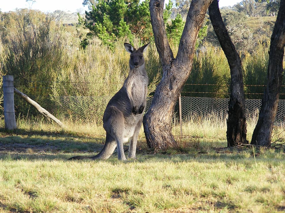 cangur, canberra, skipy, arbre, dia, cap gent, fauna animal, animals a la natura, herba, planta, animal, temes d'animals, mamífer, vertebrats, camp, naturalesa, terra, un animal, tronc, tronc de l'arbre, animals domèstics, cérvol, burro, a l'aire lliure, herbívors, 2K