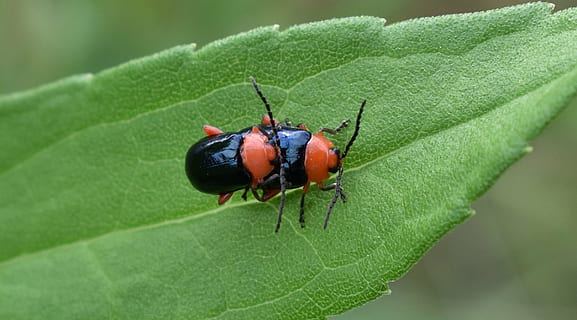 glänzender Flohkäfer, Käfer, Fehler, Insekten, fliegendes Insekt, geflügeltes Insekt, Nahansicht, Natur, Huckepack, Blatt, glänzend, zwei, Entomologie, Gliederfüßer, asphaera lustrans, Insekt, Makro, Tier, grüne Farbe, Pflanze, Tierwelt, wirbellos, Pflanzenteil, Tierthemen, ein Tier, Tiere in freier Wildbahn, keine Leute, Tag, Ameise, draußen, selektiver Fokus, Fokus auf den Vordergrund, klein, 1080P, CC0, gemeinfrei, lizenzfrei