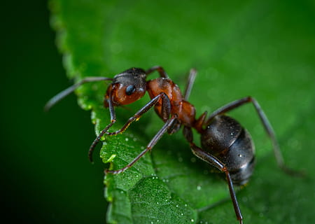 selectiu, focalitzar la fotografia, vermell, formiga, verd, fulles, macro, insecte, invertebrat, fauna animal, animal, animals a la natura, temes d'animals, un animal, part de la planta, full, primer pla, color verd, naturalesa, planta, cap gent, zoologia, part del cos dels animals, artròpode, enfocament selectiu, dia, 5K, CC0, domini públic, lliure de regalies