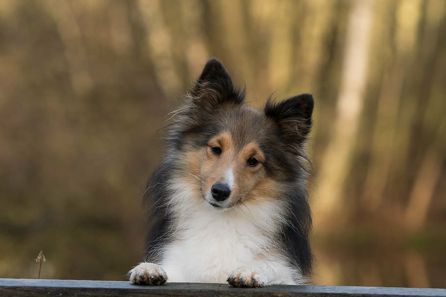 adult, tricolor, aspre, collie, gos, sheltie, tancar, un animal, animal, temes d'animals, mamífer, caní, nacional, mascotes, animals domèstics, animals a la natura, fauna animal, dia, arbre, centrar-se en primer pla, cap gent, naturalesa, vertebrats, bosc, terra, mirant, esperant, cap d’animals, gos de pura raça, 1080P