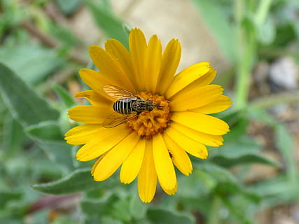 Hoverfly, Syrphidae, Libar, daisy, blomst, falsk hvep, insekt, kronblad, natur, vækst, skrøbelighed, friskhed, plante, bi, blomsterhoved, blomstrende plante, dyreliv, dyre temaer, gul, dyr, dyr i naturen, hvirvelløse, et dyr, skønhed i naturen, sårbarhed, tæt på, bestøvning, ingen mennesker, pollen, udendørs, forår, 2K, CC0, offentligt domæne, royaltyfrie