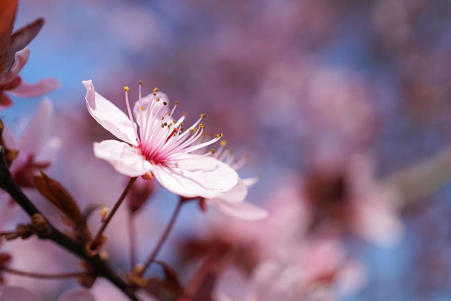 selektiv, fokus fotografie, Rosa, Kirsche, blühen, Frühling, Kirschblüte, Kirschblume, Blume, Kirschholz, Natur, Baum, Ast, Pflanze, Jahreszeit, Blatt, Sonne, Weiß, klein, Sonnenschein, romantisch, frühlingsanfang, Garten, Wachstum, Flora, frisch, Grün, blühende Pflanze, Frische, Zerbrechlichkeit, Schönheit in der Natur, Verletzlichkeit, Nahansicht, Blütenblatt, pinke Farbe, Blütenkopf, Fokus auf den Vordergrund, Blütenstand, Pollen, Tag, keine Leute, draußen, Pflaumenblüte, Kirschbaum, 4K