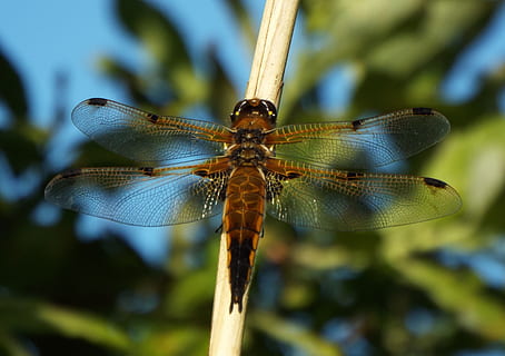 Libelle, Tierwelt, Fehler, Insekt, Verfolger, wirbellos, Tierthemen, Tiere in freier Wildbahn, Tier, ein Tier, Tierflügel, Nahansicht, Fokus auf den Vordergrund, Natur, keine Leute, Blau, Tag, Pflanze, draußen, Tierkörperteil, Schönheit in der Natur, Wachstum, Tierauge, 2K, CC0, gemeinfrei, lizenzfrei