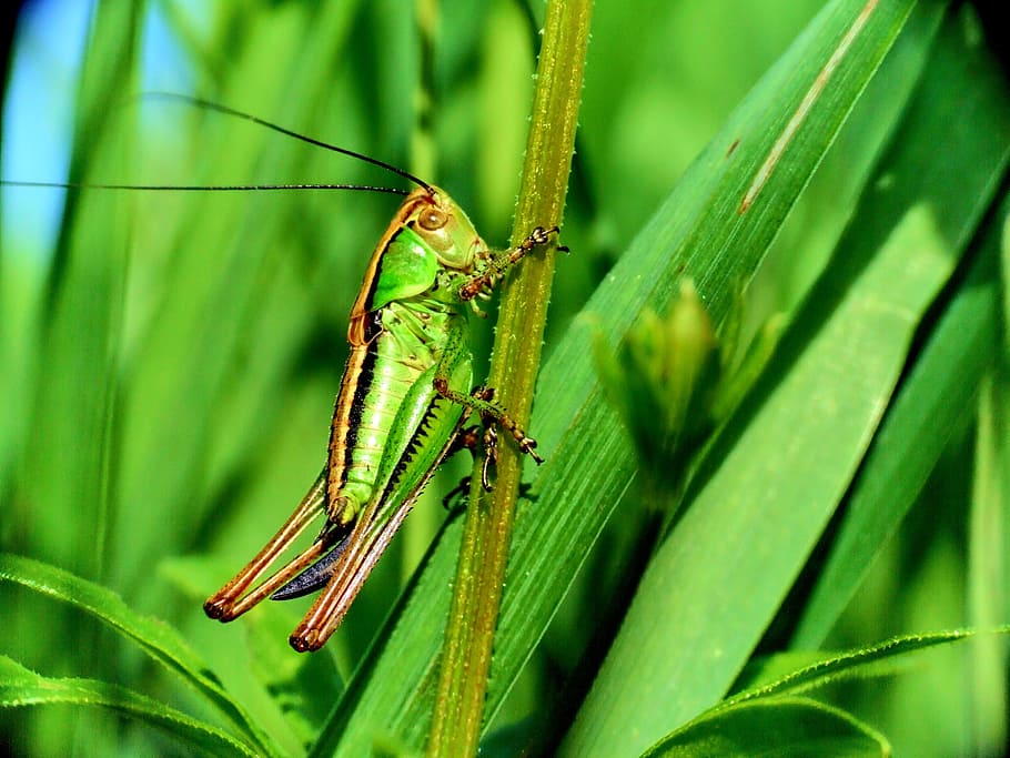 macro, Llagosta, insecte, verd, herba, herba del prat, naturalesa, fulles d'herba, estiu, koník, temes d'animals, animal, fauna animal, animals a la natura, invertebrat, color verd, un animal, planta, primer pla, part de la planta, full, cap gent, centrar-se en primer pla, a l'aire lliure, part del cos dels animals, dia, bellesa a la natura, 2K