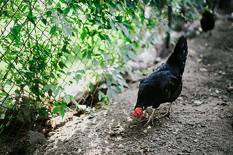 farm, Animals, hen, chicken, kennel, coop, village, rural, bird, animal, nature, outdoors, chicken - Bird, feather, agriculture, poultry, one animal, animal themes, rooster, domestic animals, vertebrate, pets, domestic, black color, plant, day, no people, mammal, field, focus on foreground, livestock, 4K, CC0, public domain, royalty free
