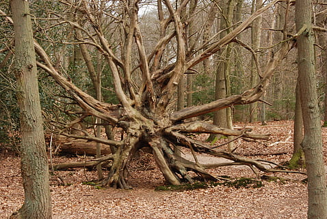 arbre, bosc, calb, marró, monyó, arrel, naturalesa, a l'aire lliure, cap gent, dia, tronc de l'arbre, planta, terra, tronc, tranquil·litat, creixement, bellesa a la natura, branca, arbre nu, escena tranquil·la, escena no urbana, escenics - natura, remot, 4K, CC0, domini públic, lliure de regalies