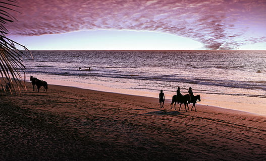 apus de soare, nisip, plajă, orizontală, în aer liber, Costa, peisaj, panoramic, mare, corp de apa, cavalerie, călătorie, teren, apă, animale domestice, mamifer, cer, animale tematice, intern, animal, animale de companie, natură, frumusețe în natură, câine, canin, orizont, orizontul peste apă, 4K, CC0, domeniu public, fără drepturi de autor