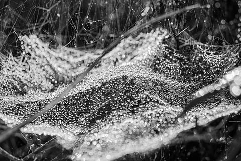gota de orvalho, orvalho, rede, natureza, teia de aranha com contas de água, teia de aranha, teias de aranha, morgentau, agua, dia, movimento, fechar-se, ao ar livre, salpicos, ninguém, molhado, focar em primeiro plano, solta, foco seletivo, transparente, pulverização, plantar, água corrente, pureza, fluindo, 4K, CC0, domínio público, royalty free