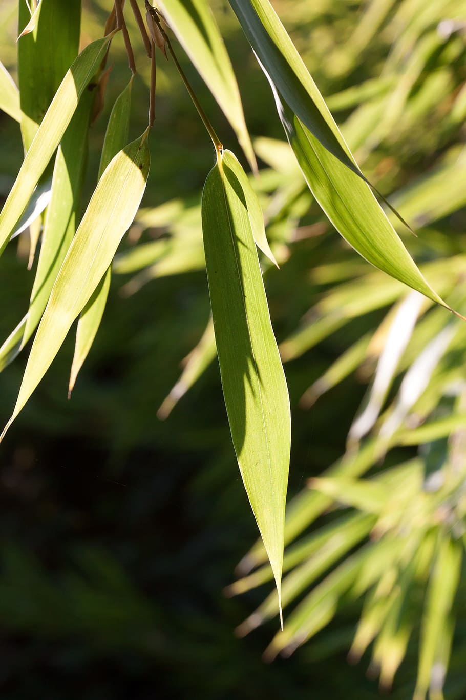 bamboe, blad, groen, fabriek, groei, groene kleur, detailopname, deel van de plant, focus op de voorgrond, schoonheid in de natuur, natuur, geen mensen, dag, versheid, kwetsbaarheid, kalmte, breekbaarheid, buitenshuis, zonlicht, begin, selectieve aandacht, plantkunde, 4K