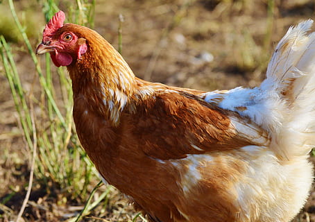 selettivo, fotografia a fuoco, Marrone, bianca, gallina, pollo, pollame, gamma, bestiame, azienda agricola, uccello, polli, animale, agricoltura, natura, uovo, metti pollo, temi animali, pollo - uccello, animali domestici, mammifero, domestico, vertebrato, un animale, Gallo, animale maschio, vista laterale, nessuno, giorno, all'aperto, vista profilo, testa di animale, 4K, CC0, dominio pubblico, privo di copyright